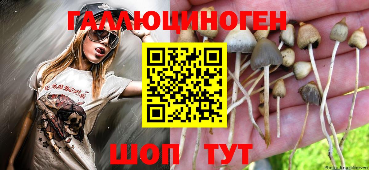Псилоцибиновые грибы Cubensis Энгельс